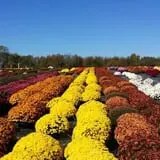 Fun Farm Pumpkin Patch photo