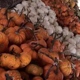 Fun Farm Pumpkin Patch photo