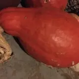 Fun Farm Pumpkin Patch photo