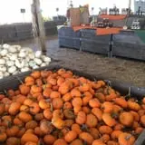 Fun Farm Pumpkin Patch photo