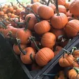 Fun Farm Pumpkin Patch photo