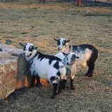 Fun Farm Pumpkin Patch photo