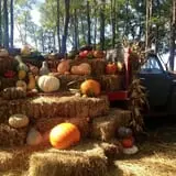 Fun Farm Pumpkin Patch photo