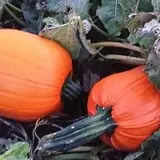 Fun Farm Pumpkin Patch photo