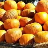 Fun Farm Pumpkin Patch photo