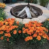 Boyert's Greenhouse & Farm photo