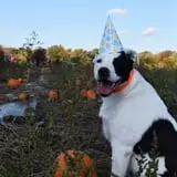Boyert's Greenhouse & Farm photo