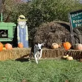 Boyert's Greenhouse & Farm photo
