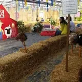 Boyert's Greenhouse & Farm photo