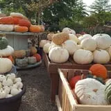 Boyert's Greenhouse & Farm photo