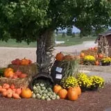 Boyert's Greenhouse & Farm photo