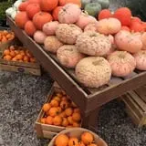 Boyert's Greenhouse & Farm photo