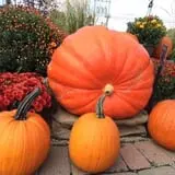 Boyert's Greenhouse & Farm photo