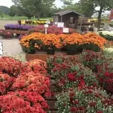 Boyert's Greenhouse & Farm photo