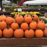 Boyert's Greenhouse & Farm photo