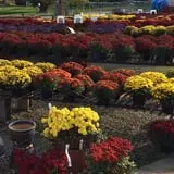 Boyert's Greenhouse & Farm photo