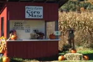 Percy Farm Corn Maze