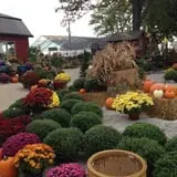 Huffman's Flowers of the Field photo