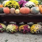 Huffman's Flowers of the Field photo