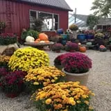 Huffman's Flowers of the Field photo