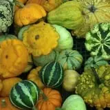 Huffman's Flowers of the Field photo
