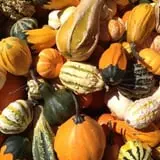 Huffman's Flowers of the Field photo