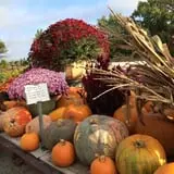 Huffman's Flowers of the Field photo