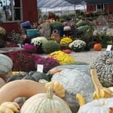 Huffman's Flowers of the Field photo