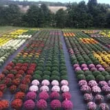 Huffman's Flowers of the Field photo