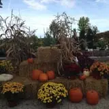 Huffman's Flowers of the Field photo