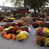 Huffman's Flowers of the Field photo