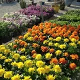 Huffman's Flowers of the Field photo