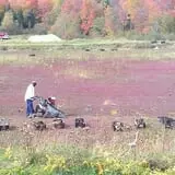 Ricker Hill Orchards photo