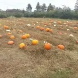 Ricker Hill Orchards photo