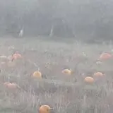 Ricker Hill Orchards photo
