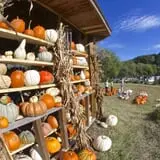 Gentry's Farm Pumpkin Patch & Corn Maze photo
