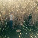 Gentry's Farm Pumpkin Patch & Corn Maze photo
