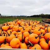 Gentry's Farm Pumpkin Patch & Corn Maze photo