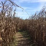 Gentry's Farm Pumpkin Patch & Corn Maze photo