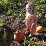Gentry's Farm Pumpkin Patch & Corn Maze photo