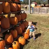 Gentry's Farm Pumpkin Patch & Corn Maze photo