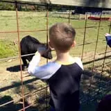 Gentry's Farm Pumpkin Patch & Corn Maze photo
