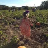 Gentry's Farm Pumpkin Patch & Corn Maze photo