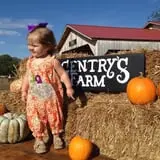 Gentry's Farm Pumpkin Patch & Corn Maze photo