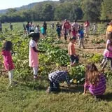 Gentry's Farm Pumpkin Patch & Corn Maze photo