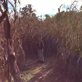 Gentry's Farm Pumpkin Patch & Corn Maze photo