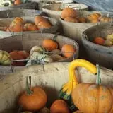 Gentry's Farm Pumpkin Patch & Corn Maze photo