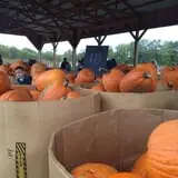 Gentry's Farm Pumpkin Patch & Corn Maze photo