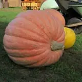 Dan Cramer's Western Town Pumpkin Patch photo