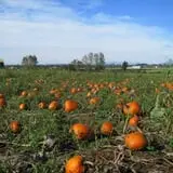 Dan Cramer's Western Town Pumpkin Patch photo